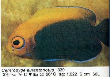 Centropyge aurantonotus